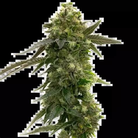 Badazz Rolex Cannabis Seeds – Royal King Seeds.